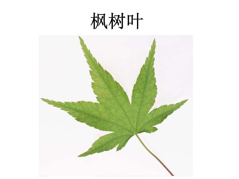 1.3《观察叶》ppt课件第8页