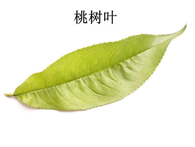 1.4《这是谁的叶》课件PPT第2页