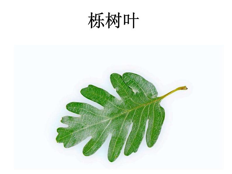 1.4《这是谁的叶》课件PPT第3页