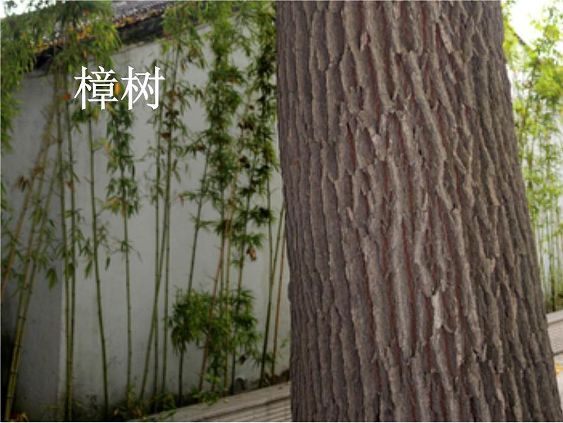 1.2《观察一棵植物》课件PPT03