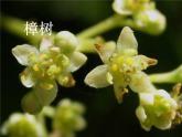 1.2《观察一棵植物》课件PPT