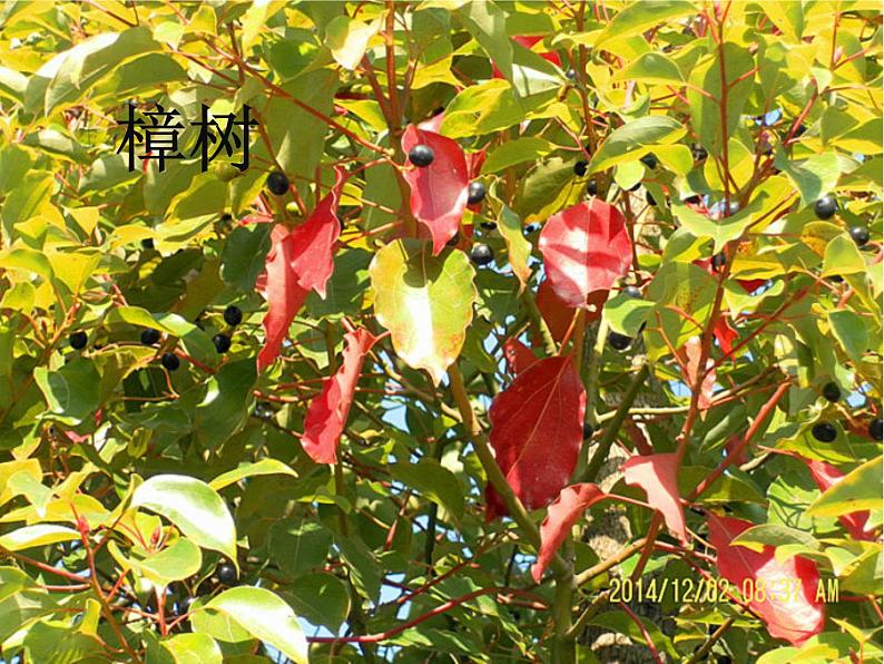 1.2《观察一棵植物》课件PPT06