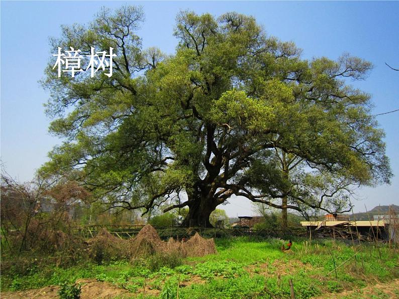 1.2《观察一棵植物》课件PPT08