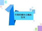 苏教版（2017秋）科学二年级下册 7 栽小葱（课件）