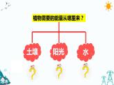 大象版五年级下册科学4.3 植物的“食物” 课件