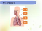 教科版(2017)科学四年级上册4.2.1《感受我们的呼吸》课件