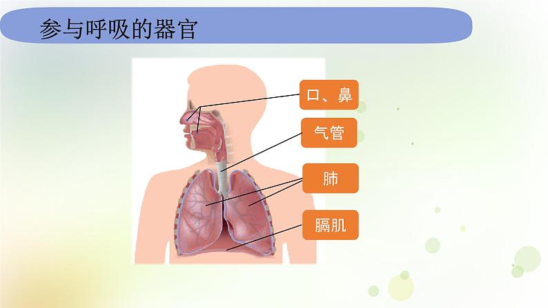 教科版(2017)科学四年级上册4.2.1《感受我们的呼吸》课件第5页