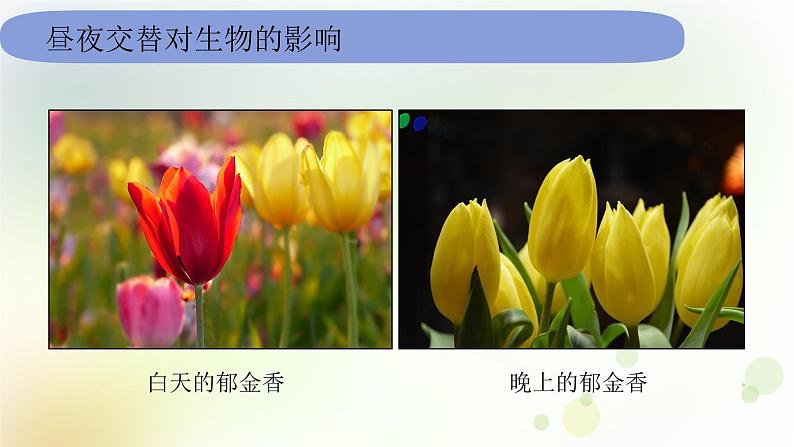 教科版(2017)科学六年级上册6.2.7《昼夜和四季变化对生物的影响》课件06