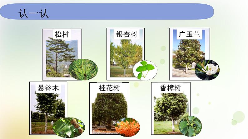 教科版小学科学一年级上册1 1 1《我们知道的植物》教学课件第2页