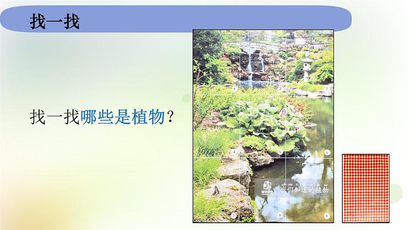 教科版小学科学一年级上册1 1 1《我们知道的植物》教学课件第6页