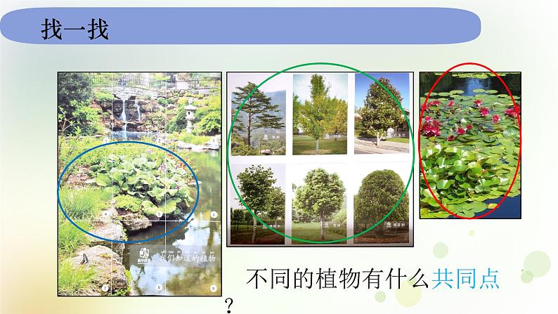 教科版小学科学一年级上册1 1 1《我们知道的植物》教学课件第7页