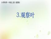 教科版小学科学一年级上册1 1 3《观察叶》教学课件