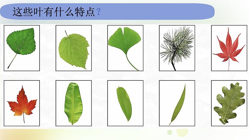 教科版小学科学一年级上册1 1 3《观察叶》教学课件03