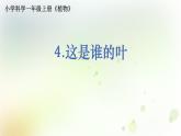 教科版小学科学一年级上册1 1 4《这是谁的叶》教学课件