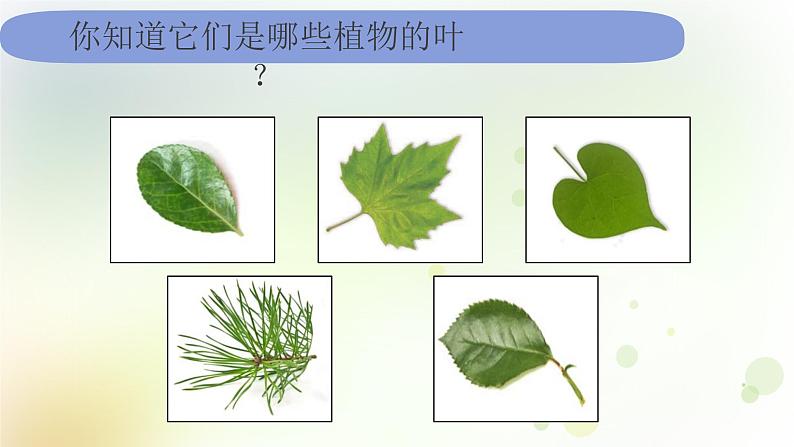 教科版小学科学一年级上册1 1 4《这是谁的叶》教学课件第2页