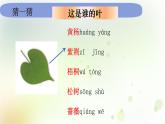 教科版小学科学一年级上册1 1 4《这是谁的叶》教学课件