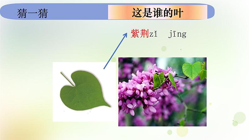 教科版小学科学一年级上册1 1 4《这是谁的叶》教学课件第6页