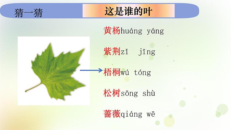 教科版小学科学一年级上册1 1 4《这是谁的叶》教学课件第7页