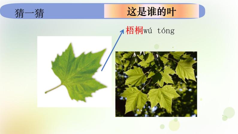 教科版小学科学一年级上册1 1 4《这是谁的叶》教学课件08