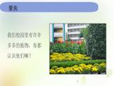 教科版小学科学一年级上册1 1 6《校园里的植物》教学课件