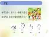 教科版小学科学一年级上册1 1 6《校园里的植物》教学课件