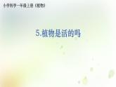 教科版小学科学一年级上册1 1 5《植物是活的吗》 教学课件