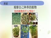 教科版小學科學一年級上冊1 1 5《植物是活的嗎》 教學課件