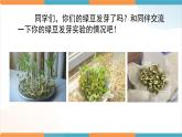1.6《食物链和食物网》课件