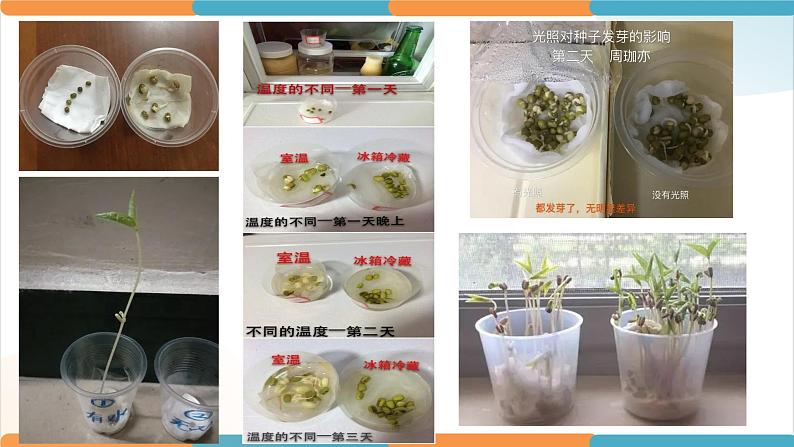 1.6《食物链和食物网》课件02