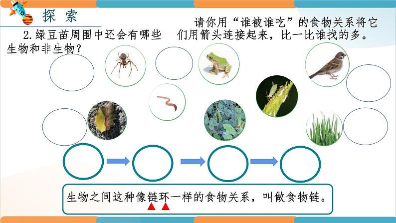 1.6《食物链和食物网》课件05