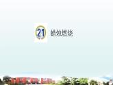 小学科学青岛版六三制五年级下册第六单元第21课《食物链》课件5