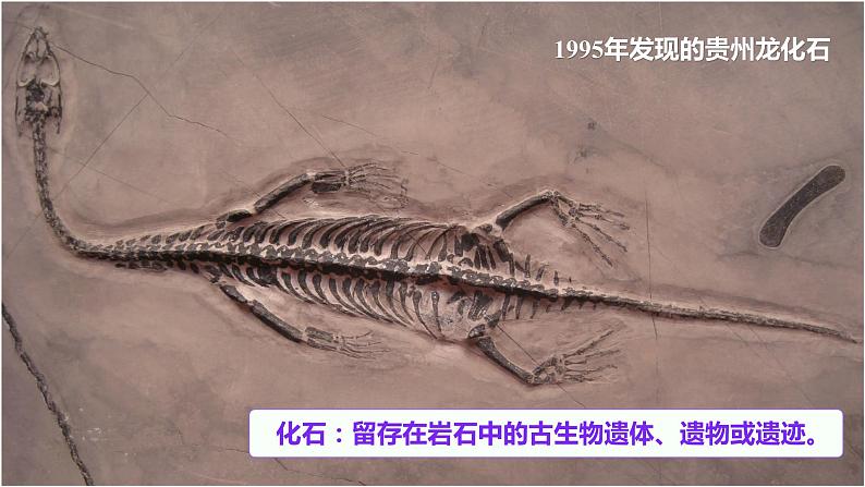 2.6古代生物的多样性（课件）教科版（2017）科学六年级下册03