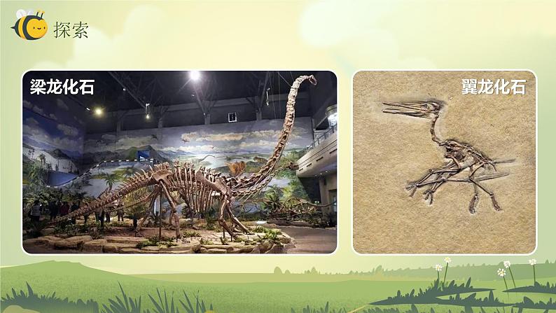 2.6古代生物的多样性（课件）教科版（2017）科学六年级下册07