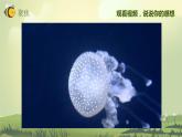 2.7保護(hù)生物多樣性（課件）教科版（2017）科學(xué)六年級下冊