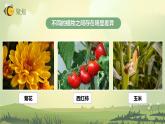 2.3形形色色的植物（课件）教科版（2017）科学六年级下册