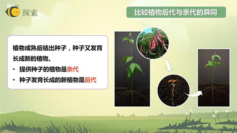 2.3形形色色的植物（课件）教科版（2017）科学六年级下册04