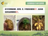 2.3形形色色的植物（课件）教科版（2017）科学六年级下册