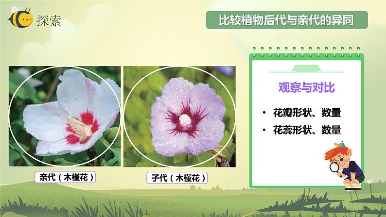 2.3形形色色的植物（课件）教科版（2017）科学六年级下册06