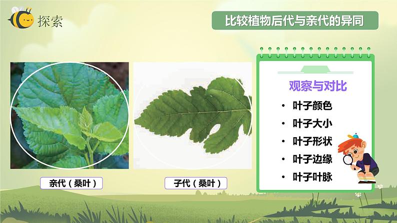 2.3形形色色的植物（课件）教科版（2017）科学六年级下册07