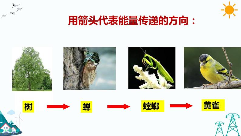 大象版五年级下册科学4.4 食物链 课件04