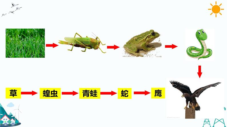 大象版五年级下册科学4.4 食物链 课件07