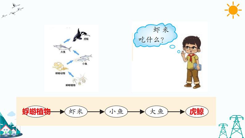 大象版五年级下册科学4.4 食物链 课件08