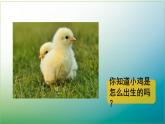 四年級下冊科學(xué)《卵生與胎生》課件PPT