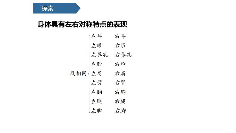 教科版科学二年级下册我们自己 1 观察我们的身体  完整版教学PPT课件08