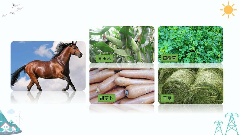 4.2《动物的食物》课件第7页