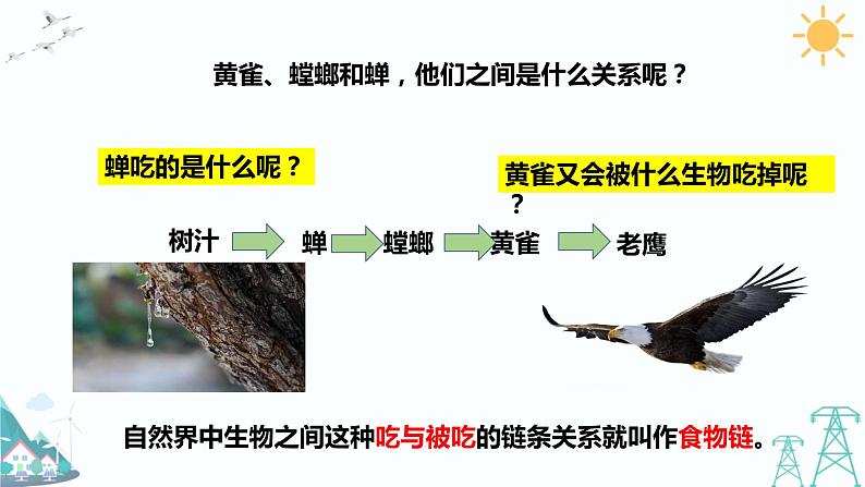 大象版五年级下册科学4.4《食物链》》课件03