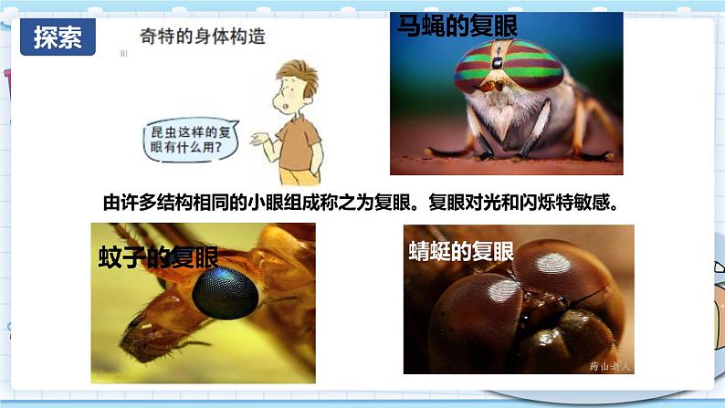 1.2 放大镜下的昆虫世界 课件PPT+教案04