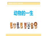 教科版三年级下册科学2.8《动物的一生》教学课件
