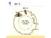 教科版三年级下册科学2.8《动物的一生》教学课件