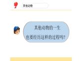教科版三年级下册科学2.8《动物的一生》教学课件